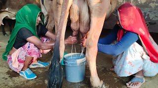 gir cow milking by hand village life [upl. by Utas]