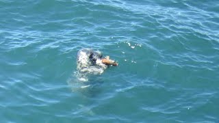 Grey Seal eating a wrasse enjoying one bite at a time [upl. by Ambrosia]