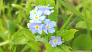 Floare de NUMAUITA  Myosotis [upl. by Pippa278]