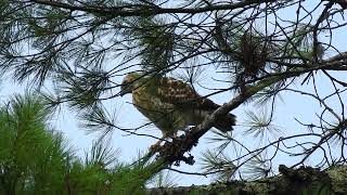 Fledgling Broadwinged Hawk behavior defecatesbranchingtakes flight 72224 [upl. by Chemesh]