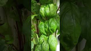 Aeroponic Tower Garden Basil [upl. by Oap517]