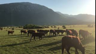 Zalazak sunca za Dinarom Stado mladih junica pasmine Salers [upl. by Guthrey]