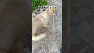 Bawal ho gya 🤪 shortvideo doglover labrodar funny dogs viralshorts [upl. by Assecnirp436]