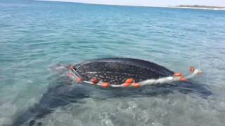 Salvataggio Dermochelys coriacea tartaruga Liuto [upl. by Ytteb]