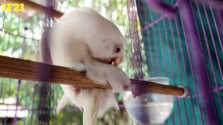 LOVEBIRD ALBINO MM GESTANG quotGESEK TANGKRINGANquot [upl. by Inafit]