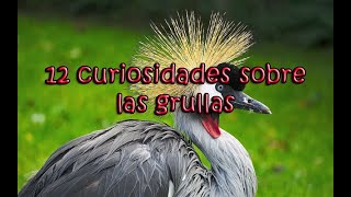 12 curiosidades sobre las grullas [upl. by Yesllek336]