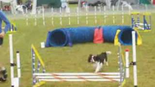 Cavalier King Charles Spaniel in DOG AGILITY [upl. by Bostow256]