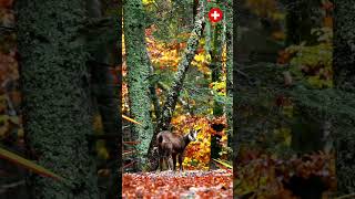 Beauté dautomneJeune chamois savourant paisiblement dans la forêt 🍂🦌animaux Chamois shorts [upl. by Herrah]