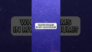 What are these white worms in my fishtank Detritus worms in my tank aquariumcare fishtank [upl. by Liva]