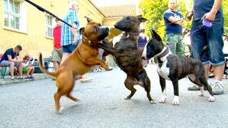 Staffordshire Bullterrier GBF Clubschau 2013 Part 1 Males [upl. by Charlotte]