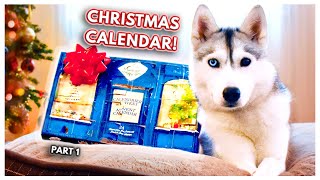 My Dog Opens RIDICULOUS Advent Calendar Skayas Advent Calendar Adventures  PART 1 [upl. by Ainslee]