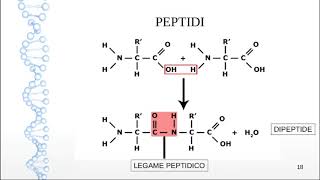 Lezione 2  COMPOSTI BIOLOGICI  PROTEINE ed ENZIMI [upl. by Lyons]