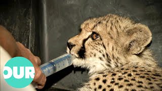 Can Africat Save A Young Cubs Life  Cheetah Kingdom Ep3  Our World [upl. by Teador]