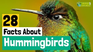 28 Facts About Hummingbirds  Learn All About Hummingbirds  Animals for Kids  Educational Video [upl. by Gschu690]