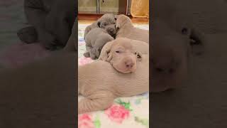 Weimaraner puppies have cute wrinkly faces [upl. by Valorie]