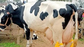 Jersey Frizan Cross Cow For Sale 03284993395YouTube Channel 5824 [upl. by Sarita447]