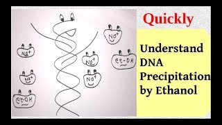 DNA precipitation [upl. by Annadroj]