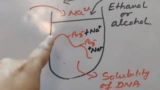 Basics of DNA Isolation Hindi [upl. by Aitahs]