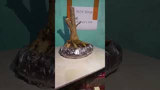 100 RIBU BAHAN BONSAI ANTING PUTRI PROKAR bonsaiantingputri bonsaiprospek anput bonsai BONSAI [upl. by Vowel]