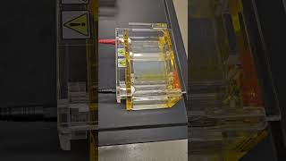 Gel Electrophoresis Experiment [upl. by Orecul]