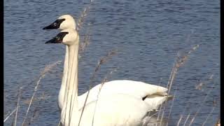 Trumpeter Swans [upl. by Monroe]