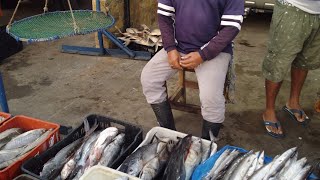 😃👍🇻🇪 de Barcelona a Puerto la cruz a comprar pescado en el mercado boqueticos pescado bien fresco [upl. by Assin500]