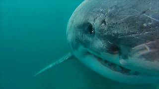 SE Farallones White Shark with Trident [upl. by Magulac]