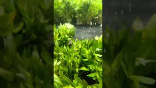 HYGROPHILA CORYMBOSA PARAWITOTA RUGGED Aquarium Plant For Sale [upl. by Mcclish]