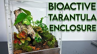 BIOACTIVE TERRARIUM BUILD for my TARANTULA  Caribena versicolor [upl. by Elburt152]