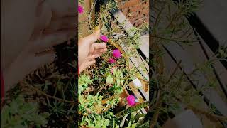 Flower 🌺 In My Garden 🏡youtubeshorts viralvideo trending [upl. by Mich]