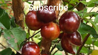 മര മുന്തിരി 🍇🍇🍇 Jaboticaba Varieties [upl. by Hayimas]