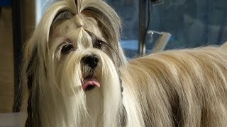 Toilettage  Lhassa Apso [upl. by Notloc]