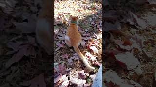 Miss Kitty is mad savekittens babyanimal kitten kittenrescue [upl. by Cahilly]