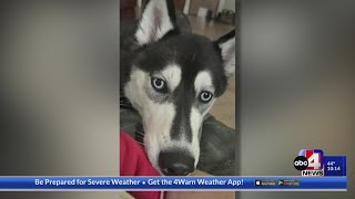 Army Reservists plea for help to find missing service dog [upl. by Scrope]