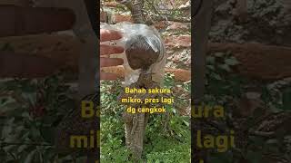 Alhamdulillah agak sehat setelah 2 hari lungrah bonsai belajarbonsai short sakuramicro [upl. by Shantee]