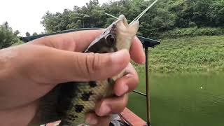 Freshwater Grouper Frenzy Boai Rivers Fishing Challenge [upl. by Otipaga198]