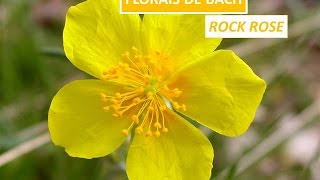 FLORAIS DE BACH ROCK ROSE [upl. by Nnailuj]