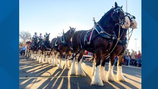 Budweiser Clydesdales to appear at events across York County [upl. by Laverna]