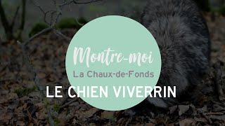 Montremoi La ChauxdeFonds  Le chien viverrin [upl. by Dahlia356]