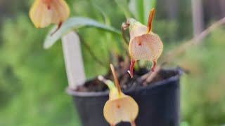 Masdevallia floribunda [upl. by Beutler535]