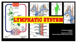 Thoracic duct amp Right lymphatic duct Anatomy Shortcut channel [upl. by Nniuq196]