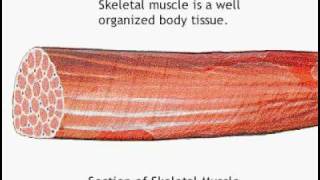 gross muscle anatomy [upl. by Htebazileharas981]