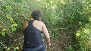 Okolehao Trail to Hihimanu Trail Hanalei kauai Hawaii [upl. by Nomde]