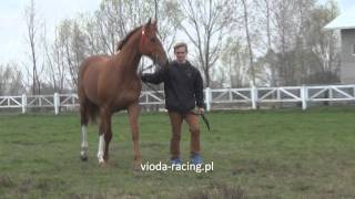 og Kandagar FR Kings Best  Damoiselle  Sky Classic 2012  Rosłońce 12042014 [upl. by Elleinet468]