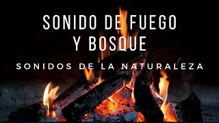 🔥 Sonido de FUEGO con sonidos del BOSQUE 🌖 Fogata  Hoguera  Chimenea [upl. by Giffard408]