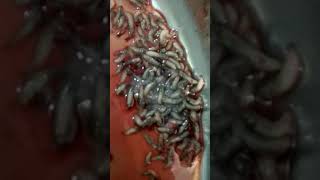 maggots in chronic wound nepal [upl. by Petronilla385]