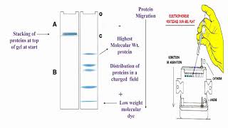 SDSPAGE Description [upl. by Amandi]