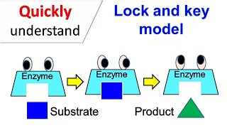 Lock and Key model [upl. by Suivatal]