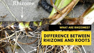 What are Rhizomes The Difference Between Rhizome and Roots plantscience rhizome [upl. by Twedy]