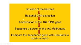 16S rRNA Sequencing [upl. by Suirred523]